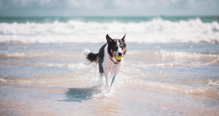 Handout: Immunsystem stärken – Haut und Fellkleid unterstützen