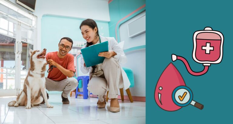 Blutspende beim Hund – was du wissen solltest