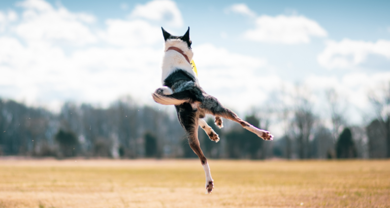 Handout: Den Bewegungsapparat unterstützen