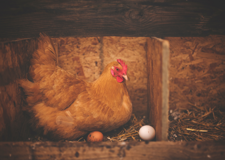 Eier – ganz oder garnicht?