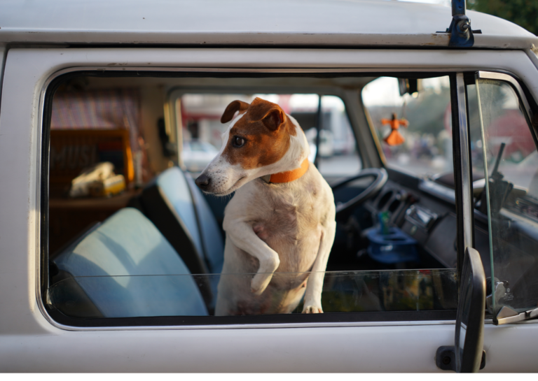 Hunde Reiseapotheke – Was kommt mit?