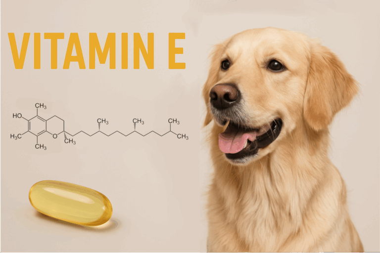 Vitamin E – unverzichtbar für den Zellschutz